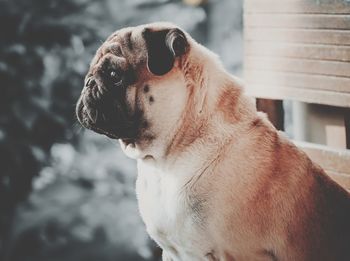 Close-up of a dog looking away