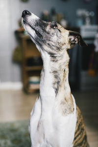 Close-up of dog looking up at home