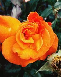 Close-up of orange rose blooming outdoors