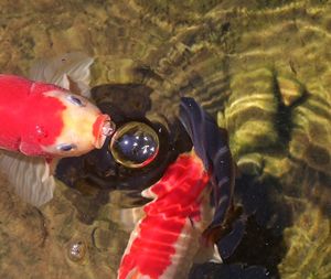 Close-up of fish in water