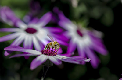 Close-up of insect on purple flower