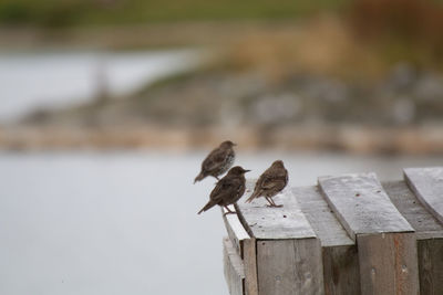 Close-up of bird perching on wood