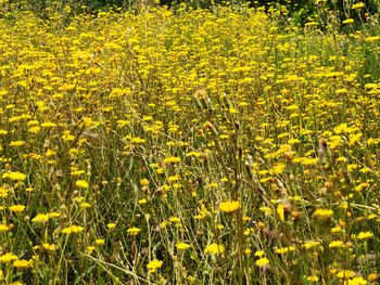 Full frame shot of yellow flowering plants on field