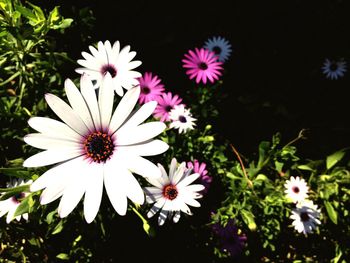 Close-up of pink flowers blooming outdoors