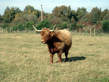 Dog standing on grassy field