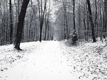 Close-up of snow on trees