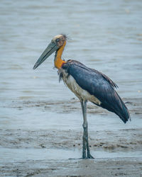 Lesser adjutant shot at johor malaysia