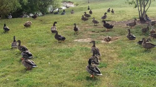 High angle view of ducks on grassy field