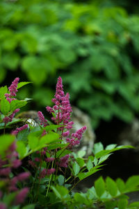 Close-up of flowers blooming outdoors