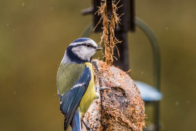 Close-up of bird perching on feeder