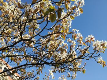 Low angle view of trees against clear blue sky