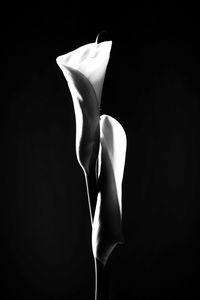 Close-up of white rose against black background