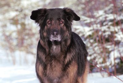 Portrait of german shepherd on field