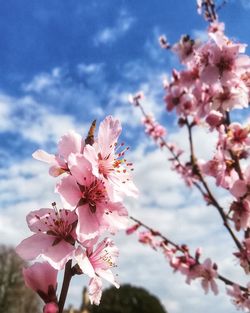 Low angle view of pink cherry blossoms in spring