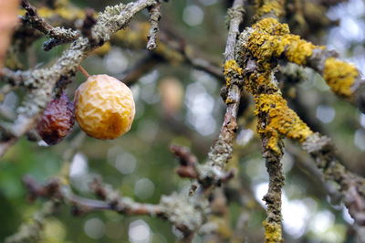 Close-up of fruit on tree