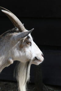 Close-up of a goat