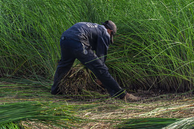 grass
