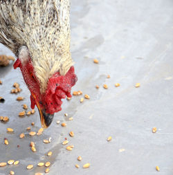 Close-up of rooster