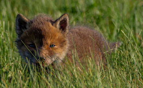 Portrait of a cat lying on grass