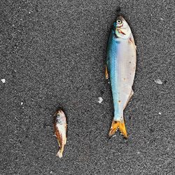 High angle view of fish on beach