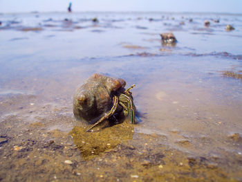 Live sea shell in ocean