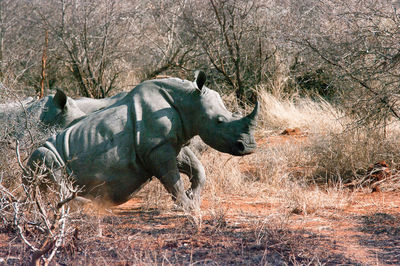 Rhinoceros running in forest