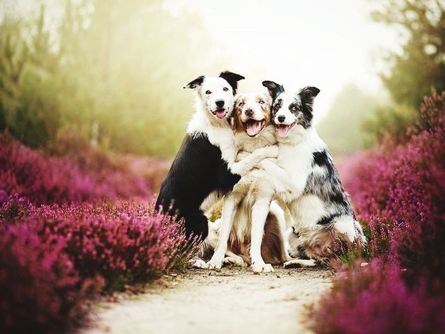 mammal, animal themes, one animal, domestic animals, canine, dog, domestic, pets, plant, animal, flower, flowering plant, selective focus, border collie, nature, no people, vertebrate, day, outdoors, looking at camera, purple, mouth open