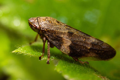 Close-up of butterfly