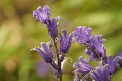 Close-up of purple flowering plant