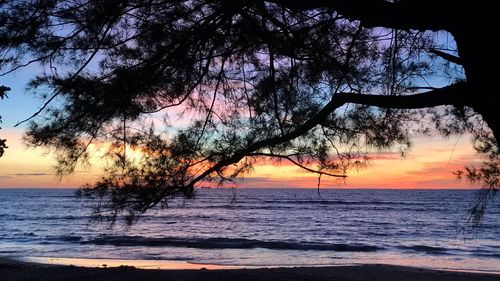 Silhouette tree by sea against sky during sunset