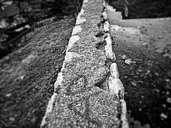 Close-up of lichen on tree trunk