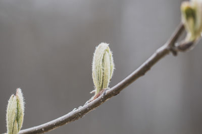 A tree branch with young leaves.