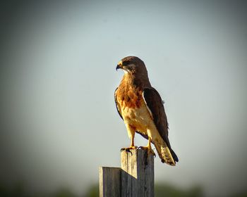 Close-up of eagle perching on wooden post