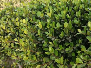 Full frame shot of leaves on field