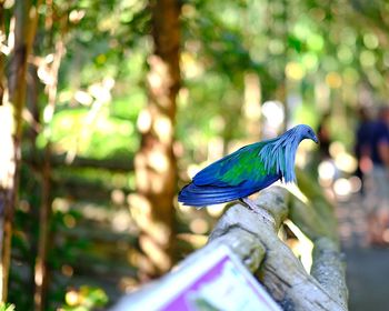 Close-up of blue parrot perching on tree