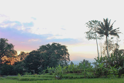 Trees on field against sky during sunset