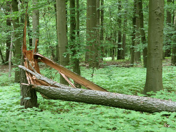 View of bamboo trees in forest