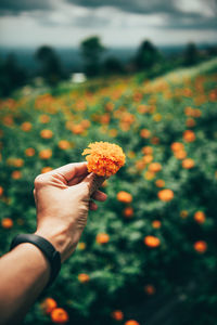 Close-up of hand holding red flower