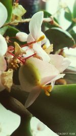 Close-up of flowers