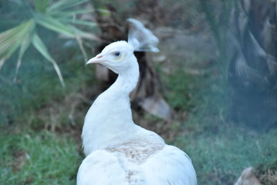 Close-up of a bird on field