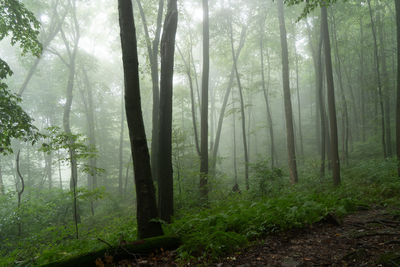 A view of the trees of the forest shrouded in the early morning mist.