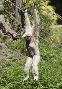 Monkey hanging on cable