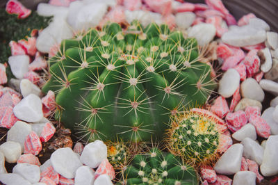 High angle view of succulent plants