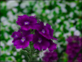 Close-up of purple flowers blooming outdoors