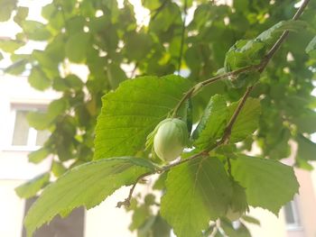 Close-up of berries growing on tree