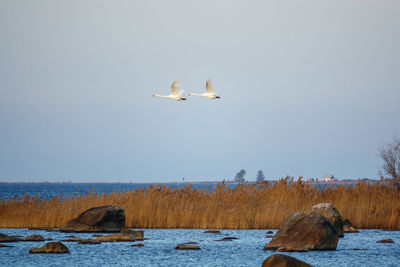 Seagulls flying over sea against sky