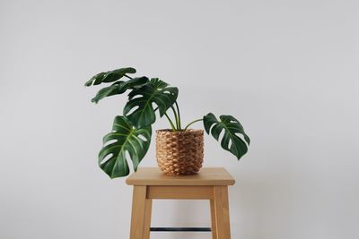 Close-up of potted plant against white background