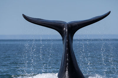 View of horse in sea