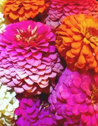 Full frame shot of multi colored flowers