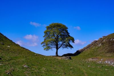 Trees on landscape against blue sky